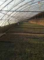 花卉溫室大棚類(lèi)